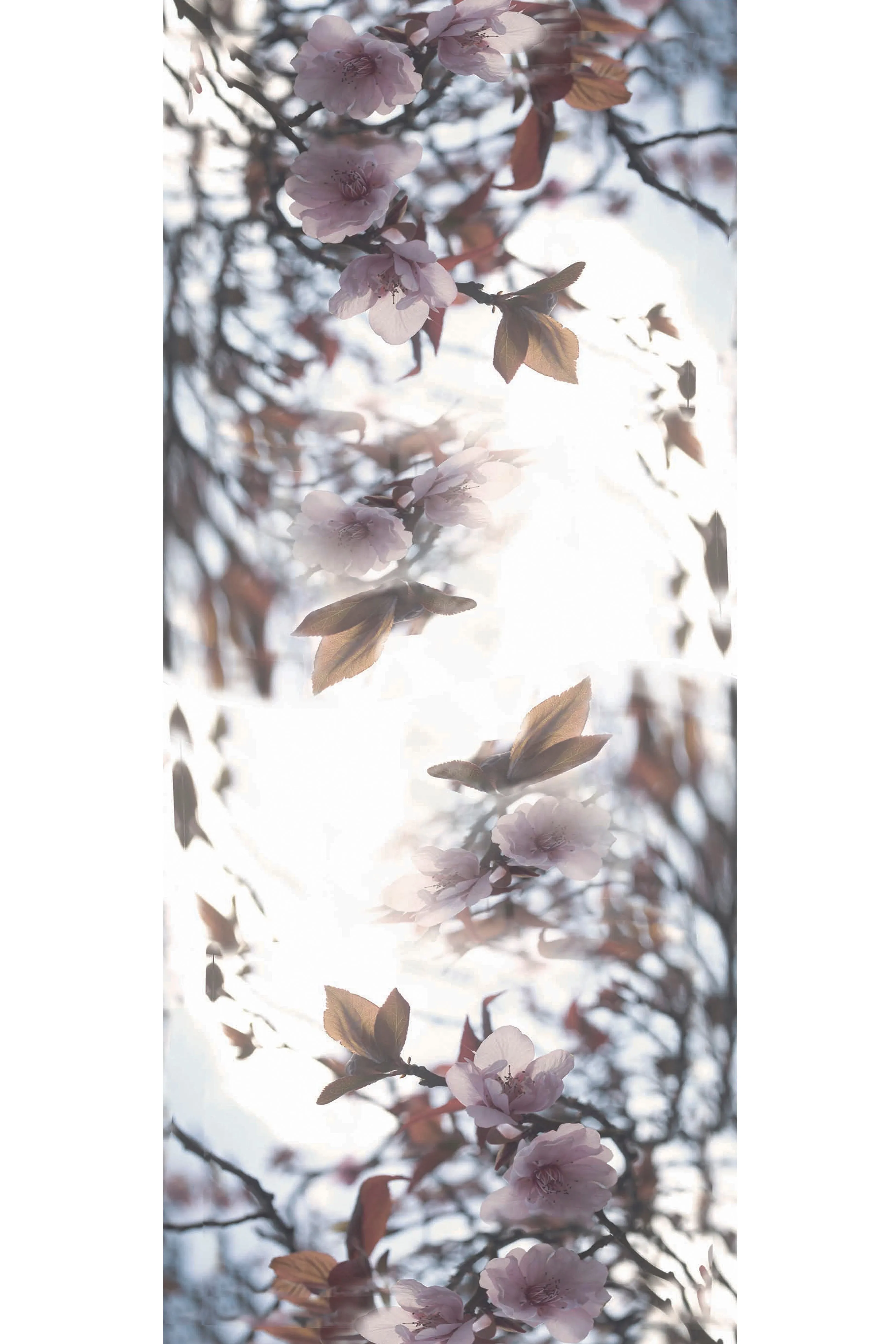 APPLE BLOSSOM CASHMERE & MODAL SCARF