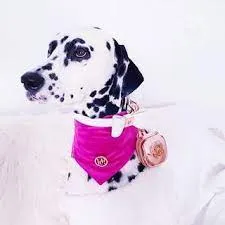 Scarf The 'Mis Magenta' Velvet Blend - HGP